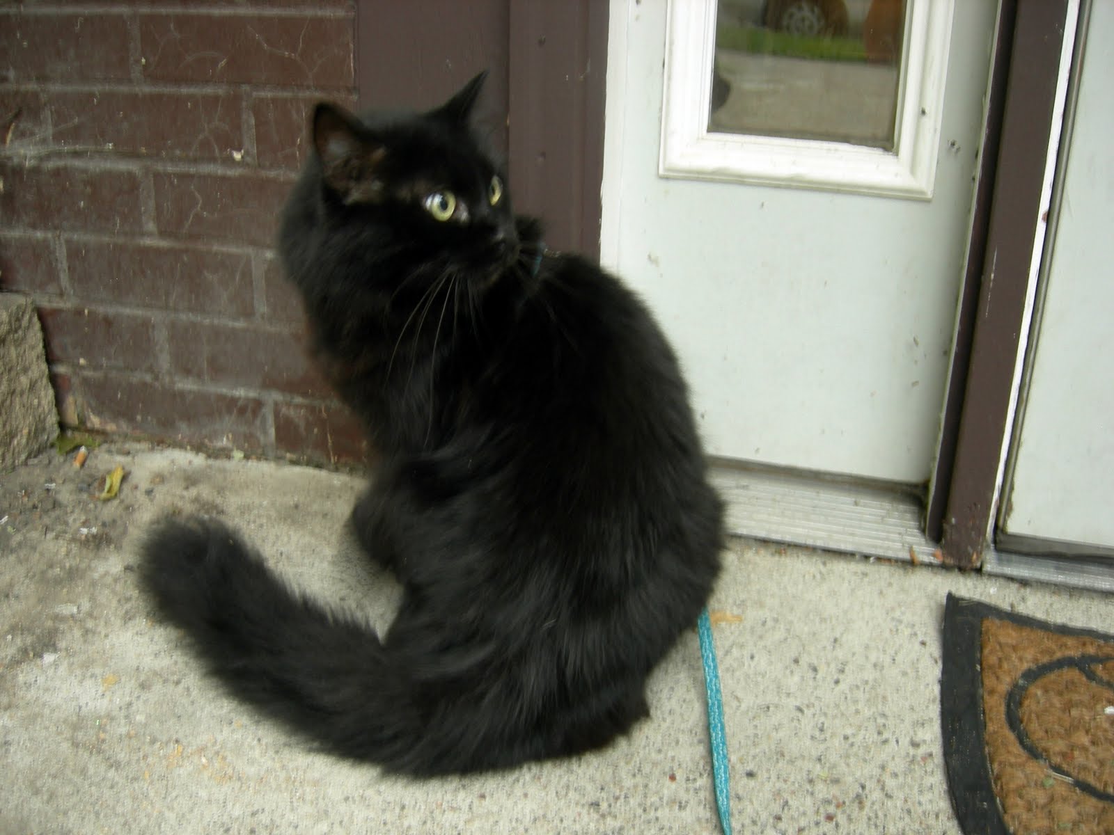 28 Best Wallpaper Images In 2020 Wallpaper Hydrangea Wallpaper