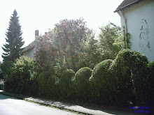 Die  malerische Hecke des Nachbarn und unsere Tanne