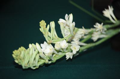 Cinta View Finder Bunga Harum Sundal Malam