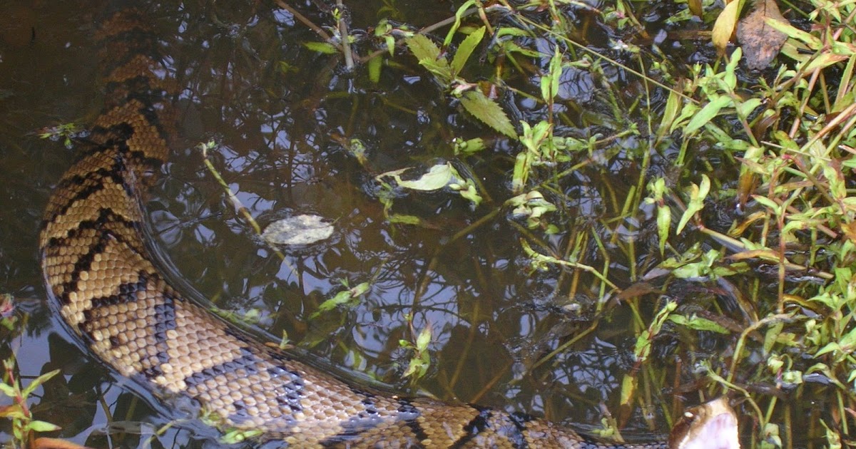 Oh To Be Hiking! Cottonmouth!
