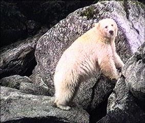 touching spirit bear character essay Spirit bears are easily recognized by their white fur, they're not albinos—they're actually a rare subspecies of the black bear, go to touching spirit bear. touching spirit bear character essay Spirit bears are easily recognized by their white fur, they're not albinos—they're actually a rare subspecies of the black bear, go to touching spirit bear.