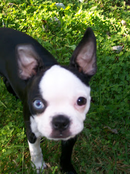 Our Furbaby