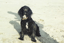 Barney on the Beach