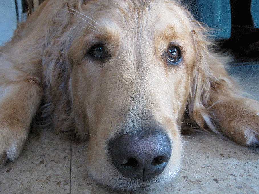 clipped golden retriever dogs golden retrievers paw clippers leashes clipped golden retriever dogs golden retrievers paw clippers leashes