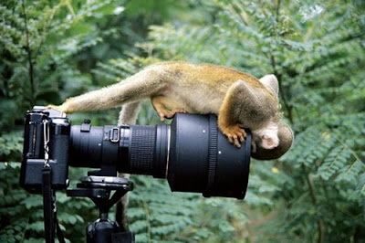ลิง กับ กล้องถ่ายรูป