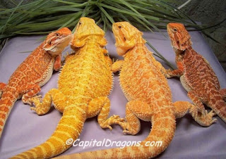 albino-bearded-dragon albino-bearded-dragon