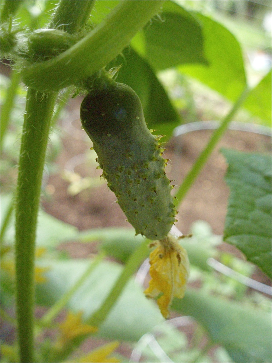 [cuke.JPG]