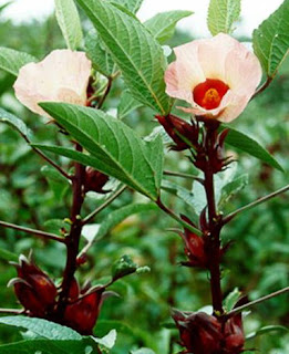 hibiscusphoto - Kerkede (Hibiscus sabdariffa) hibiscusphoto