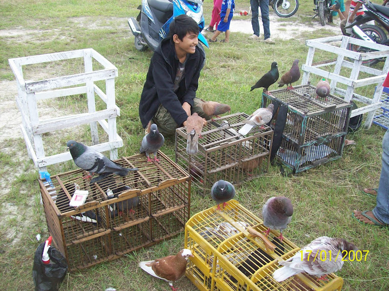 burung2 di komunitas merpati tinggian dumai-riau