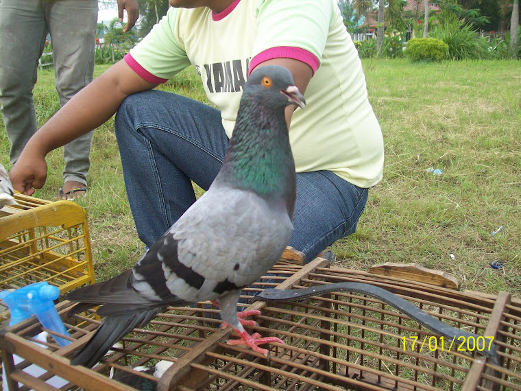 merpati ku