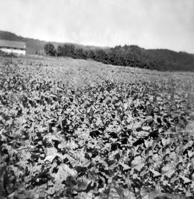 Fotografía histórica de Cosmito, la imagen (blanco y negro) muestra un cultivo de acelgas.