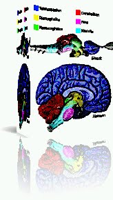 [boxshotbrain.bmp1.bmp]