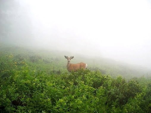 [Paisagem_Brumas_05.gif]