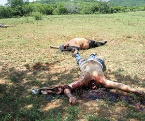 Cuerpos+Decapitados+En+Mexico ... encontró los cuerpos decapitados de 15 hombres de entre 25 y 30