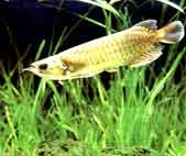 Peixe Aruanã ~ Peixes Ornamentais e de Rio
