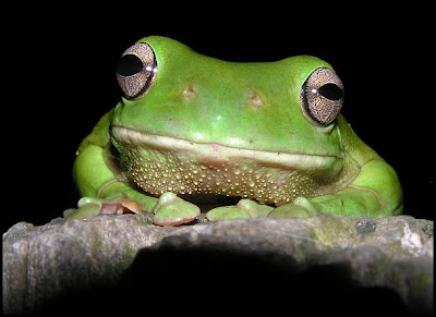Image result for frog face