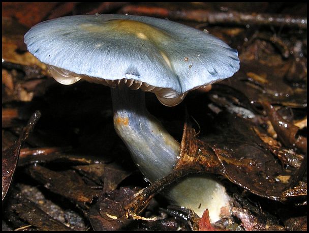 Fungi pronunciation