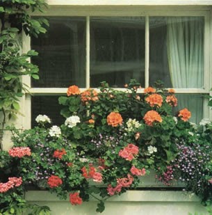 Plantas y jardineria: Colocar un jardín en la ventana