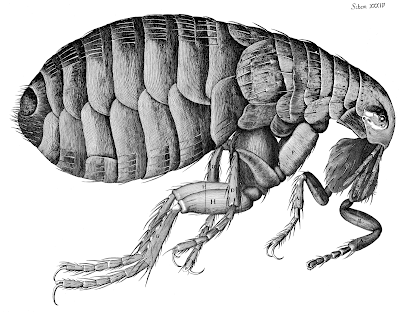 The Flea, seen by Robert Hooke