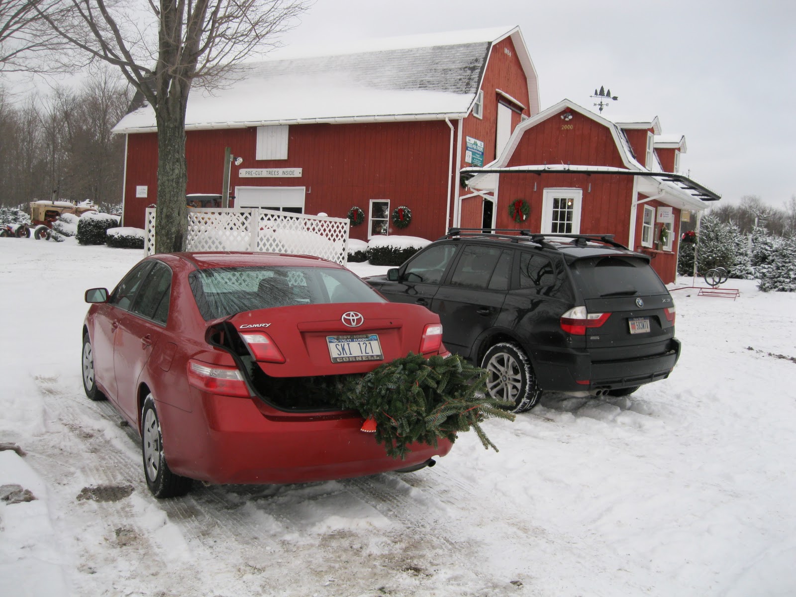 Geezer Skier Getting the Christmas Tree