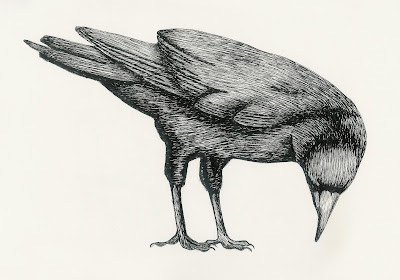 Crow Draw