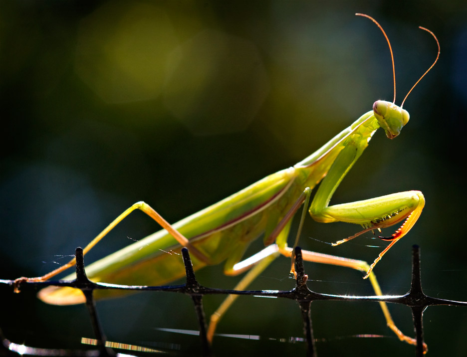 Robin Loznak Photography The praying manis menace Gimantis