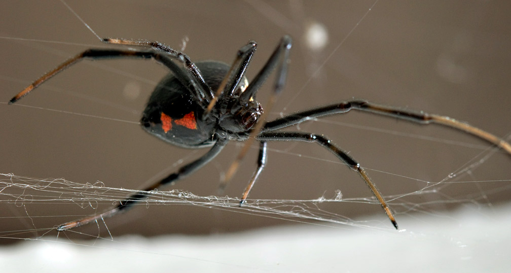 web Black Widow Spider