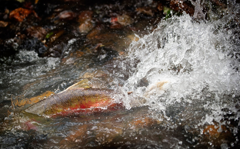 Robin Loznak Photography Spawning salmon