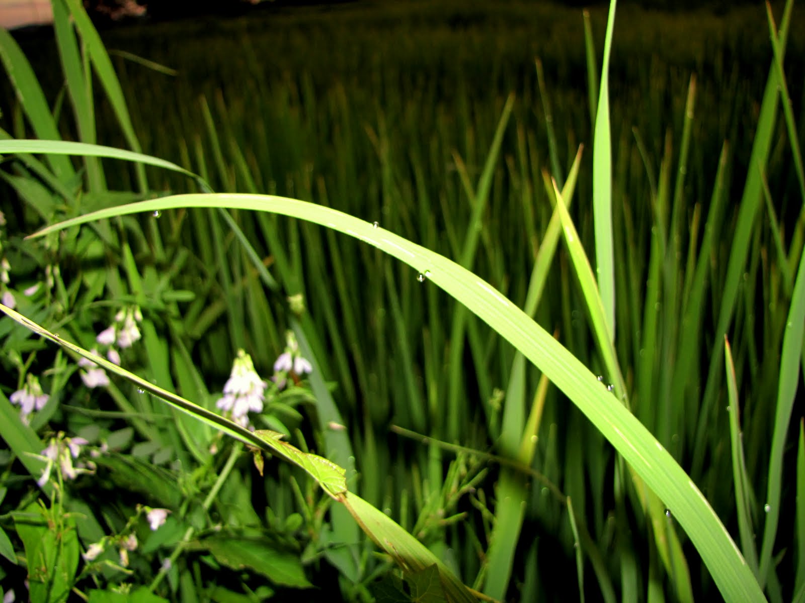 Avalon l'isola magica: Qualche estate fa...
