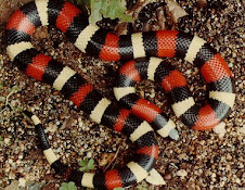 Pueblan Milk Snake