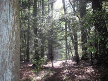 Central Pennsylvania Forest