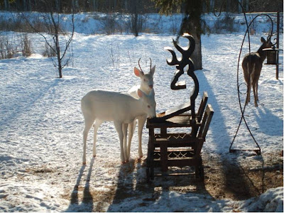 Albino Baby Deer