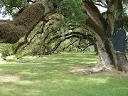 New Orleans City Park (city park )