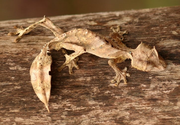 [IMG_1293+uroplatus.jpg]