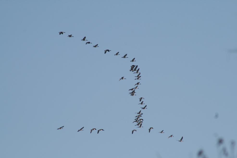[Some+Geese.JPG]