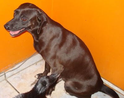 Clica para ampliar e ver como o pêlo da Pitucha é brilhoso!
