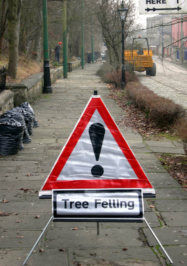 [tree1.JPG]