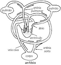 Sistema circulatório de um anfíbio