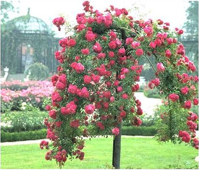 My Dry Tropics Garden Murraya Paniculata The Mock Orange Or