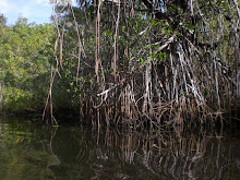 Red Mangrove