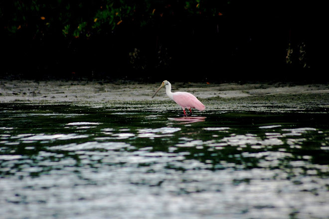 Roseted Spoonbill