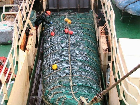 Pacific Hake ( Harvesting)