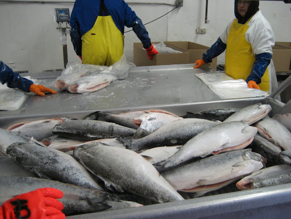 Pacific Salmon processing Oct.2008