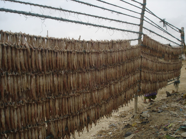 Jakhau Kutch gujarat port fish