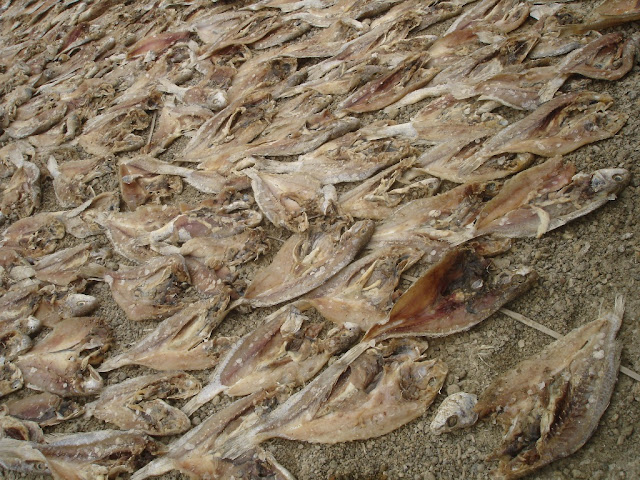 Jakhau Kutch gujarat port fish