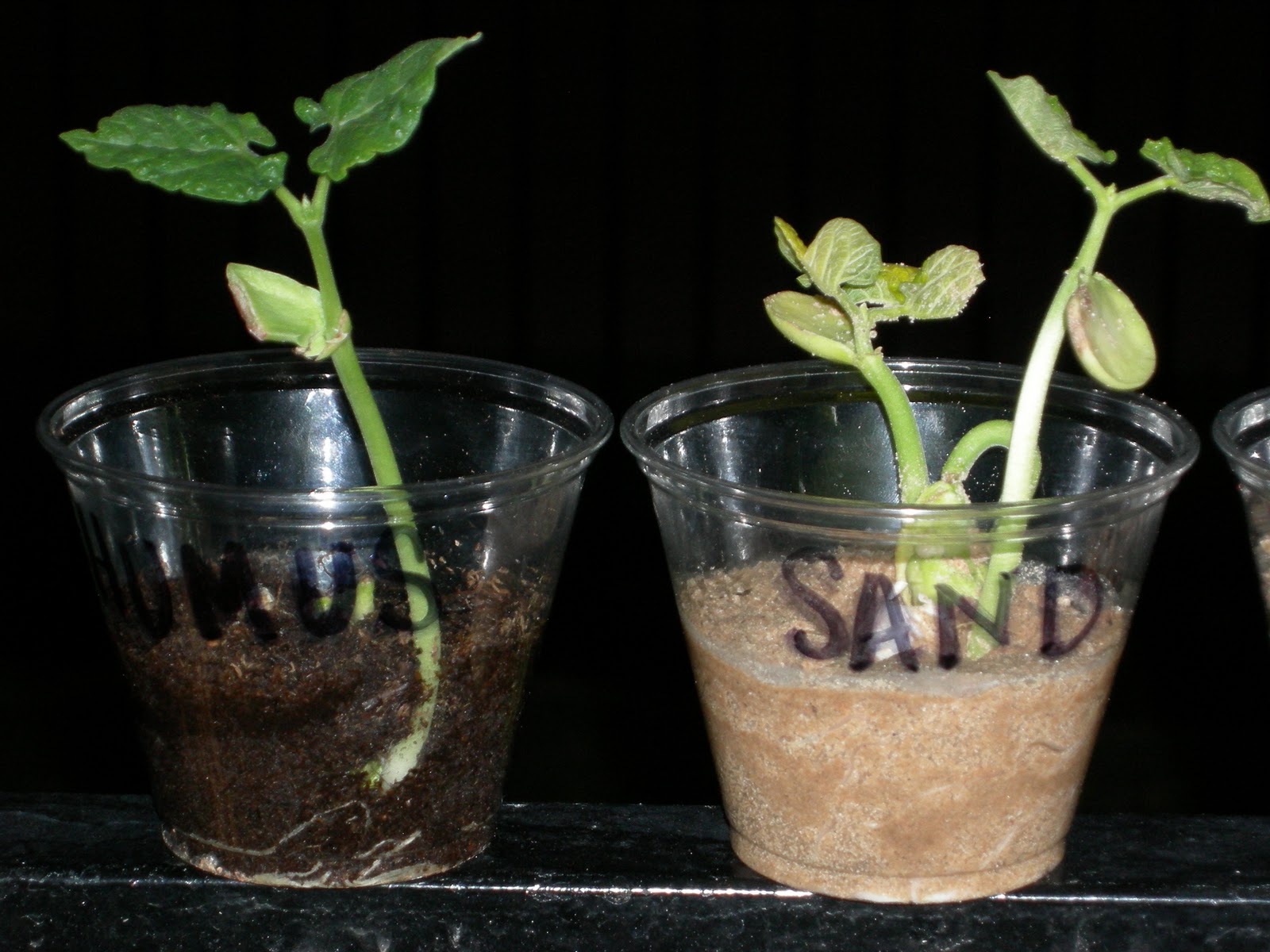 Which Soil Grows the Best Plant November 2010