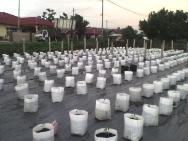 BESTWAY AGRO & PLANTATION - Fertigasi, Cili Fertigasi, Tanaman