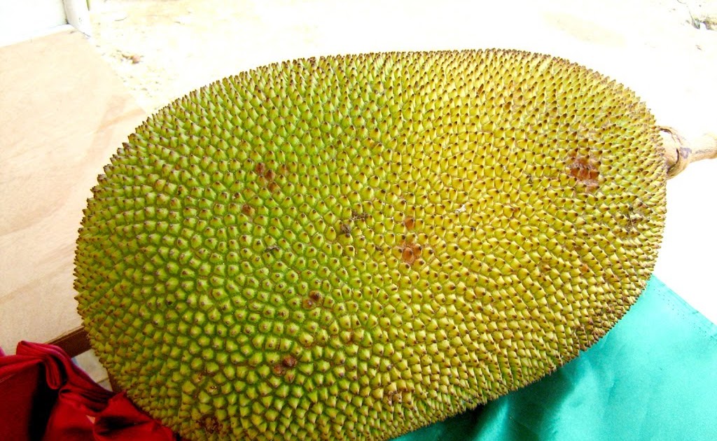 Pinoycity's Fruits and Vegetables Health Benefits JACKFRUIT Health Benefits and Nutritional Facts