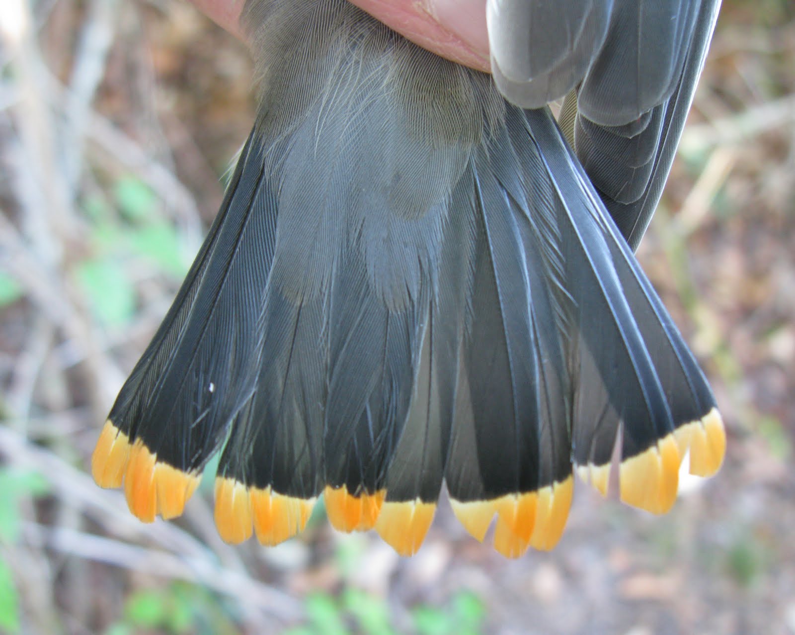 Cape Cod Bander July 2010