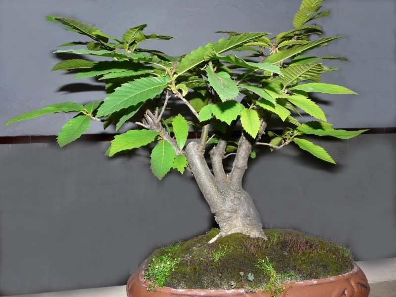 Amigos del Bonsai